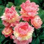 1000 seeds Peony Sorbet Robust Cream White Yellow Double Flowers