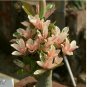 2 seeds Adenium 'Yulan magnolia' Types Pink Semidouble Petals Flowers