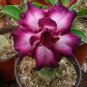 50 Seeds Desert Rose  Golden Blood Red Double Petals with Red Stripe Flower