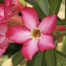 1000 Seeds Desert Rose  Golden Blood Red Double Petals with Red Stripe Flower