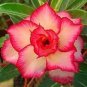 1000 Seeds Desert Rose Golden Blood Red Double Petals with Red Stripe Flower