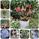 100 seeds mix colors bonsai fragrant flower dwarf brugmansia datura