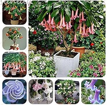 100 seeds mix colors bonsai fragrant flower dwarf brugmansia datura