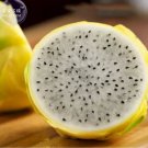 30 Seeds Rare Large Yellow Dragon Fruit Pitaya Organic