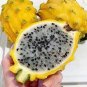 30 Seeds Rare Large Yellow Dragon Fruit Pitaya Organic