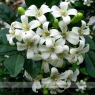 20 Seeds True Orange Jasmine Shrub with Fragrant White Flower