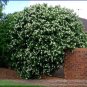 20 Seeds True Orange Jasmine Shrub with Fragrant White Flower