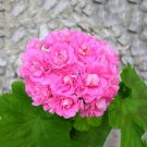 10 Seeds Swanland Pink Australien Pink Rosebud Zonal Geranium Flower