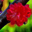 30 seeds Winter Sweet Prunus Mume Tree Red Plum Blossom La Mei