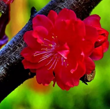 30 seeds Winter Sweet Prunus Mume Tree Red Plum Blossom La Mei