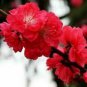 30 seeds Winter Sweet Prunus Mume Tree Red Plum Blossom La Mei