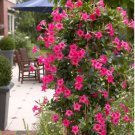 120 seeds Mandevilla  potted balcony DIY home garden planting flowers Beautiful Flower