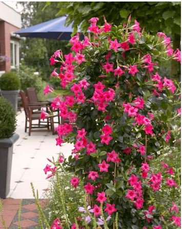 120 seeds Mandevilla  potted balcony DIY home garden planting flowers Beautiful Flower