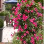 120 seeds Mandevilla  potted balcony DIY home garden planting flowers Beautiful Flower