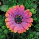 100 Seeds Copper Amethyst' African Daisies Must-Grow Gorgeous Fantastic Gerbera jamesonii