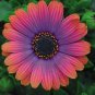 100 Seeds Copper Amethyst' African Daisies Must-Grow Gorgeous Fantastic Gerbera jamesonii