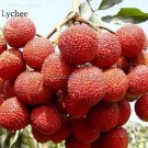 5 Seeds Guangdong Sweet Lychee Litchi Fruit
