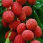 5 Seeds Guangdong Sweet Lychee Litchi Fruit
