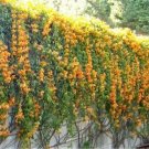 5 Seeds Rare Chinese Orange Pyrostegia venusta Perennial Climbing Plant