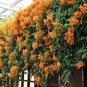 5 Seeds Rare Chinese Orange Pyrostegia venusta Perennial Climbing Plant