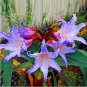 1 Seeds Rrue Amaryllis floresling Bonsai Flower Plantsr