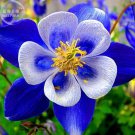 50 Seeds Rare Aquilegia Blue Columbine Perennial Flower