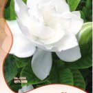 20 Seeds Gardenia Cape Jasmine White Flowers Bonsai