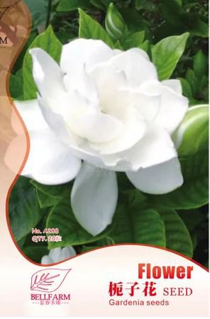 20 Seeds Gardenia Cape Jasmine White Flowers Bonsai