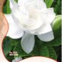 20 Seeds Gardenia Cape Jasmine White Flowers Bonsai