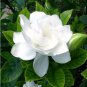 20 Seeds Gardenia Cape Jasmine White Flowers Bonsai