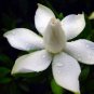 20 Seeds Gardenia Cape Jasmine White Flowers Bonsai