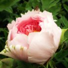5 Seeds Heirloom Light Pink Rose Red Tree Peony 'Qiu Ball' Flowe
