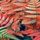 100 Seeds Rare Creeper Vines Grass Seed Mixed Rainbow Foliage Plants
