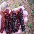 50 Seeds Big Long Mulberry Fruit Tree