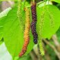 50 Seeds Big Long Mulberry Fruit Tree