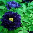 5 Seeds Dark Blue Tree Peony Flower Seeds Rere Plants