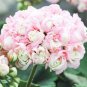 20 Seeds Rare Geranium Bonsai Apple Blossom Rosebud Pelargonium Hortorum