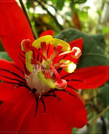 30 Seeds Passiflora coccinea Red Passion Flower