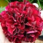 10 Seeds Hanging Geranium Purely Deep Red Perennial Bonsai Flowers