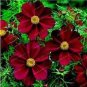 100 Seeds Heirloom New Rare Chocolate Cosmos Flower