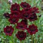 100 Seeds Heirloom New Rare Chocolate Cosmos Flower