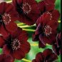100 Seeds Heirloom New Rare Chocolate Cosmos Flower