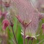 100 Seeds Geum triflorum Seeds Prairie smoke Flowers
