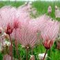100 Seeds Geum triflorum Seeds Prairie smoke Flowers
