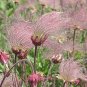 100 Seeds Geum triflorum Seeds Prairie smoke Flowers