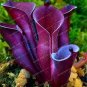 100 Seeds Heliamphora minor Seeds Carnivorous Plants