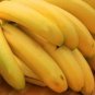 100 Seeds Big Hainan Yellow Banana