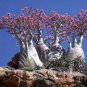 100 Seeds Adenium socotranum