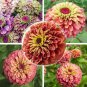 50 Seeds Imported Queen Red Lime Zinnia