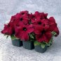 100 Seeds Supercascade Burgundy Dark Red Petunia Annual Flowers